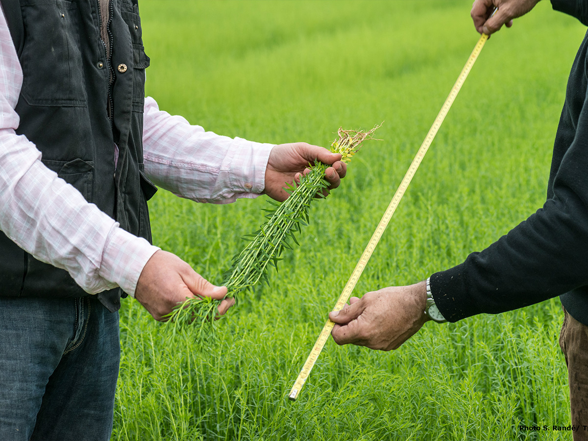 Inspecting a flax field